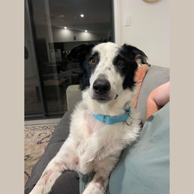 Photo of Tilly (Matilda)