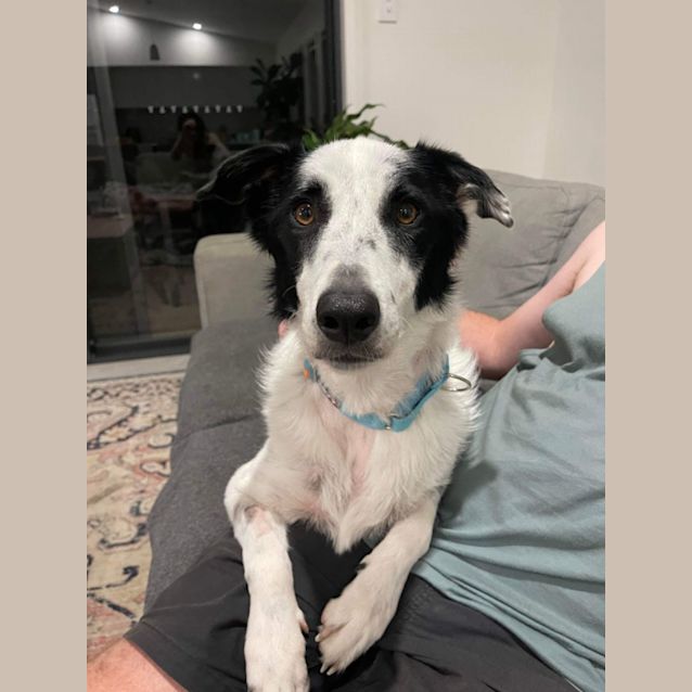 Photo of Tilly (Matilda)