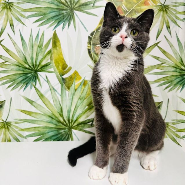 Photo of Parker   Located In Fawkner