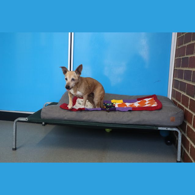 Photo of Maisy