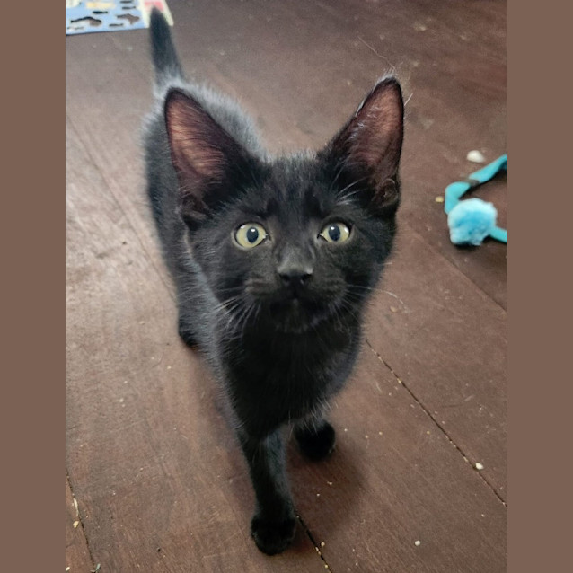 Photo of Lil Panther