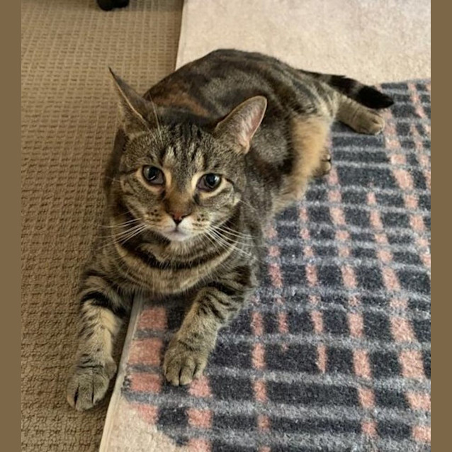 Photo of Pickle