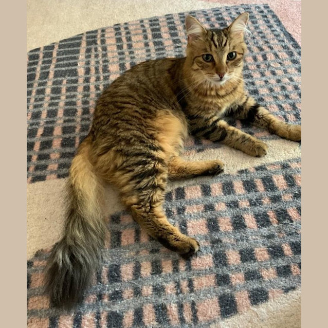 Photo of Kit Kat