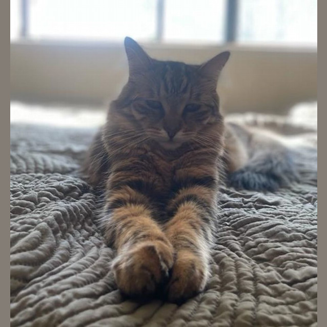 Photo of Kit Kat