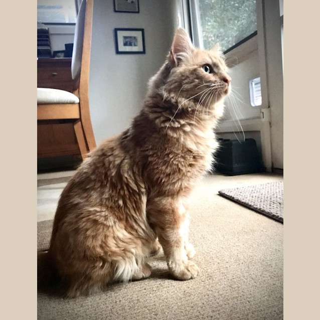 Photo of Ginge