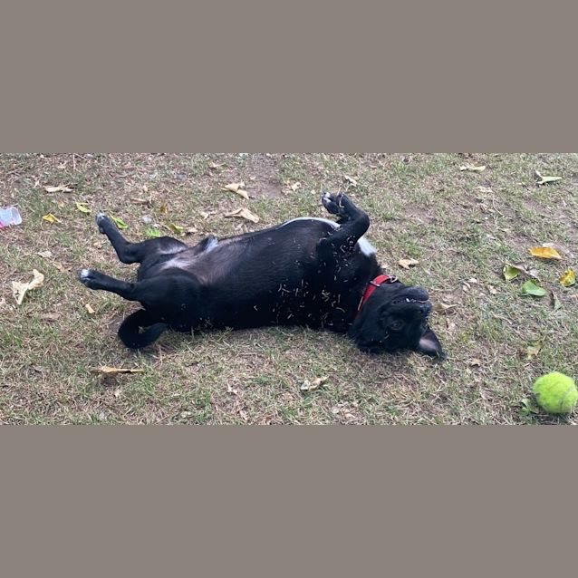 Photo of Benzo