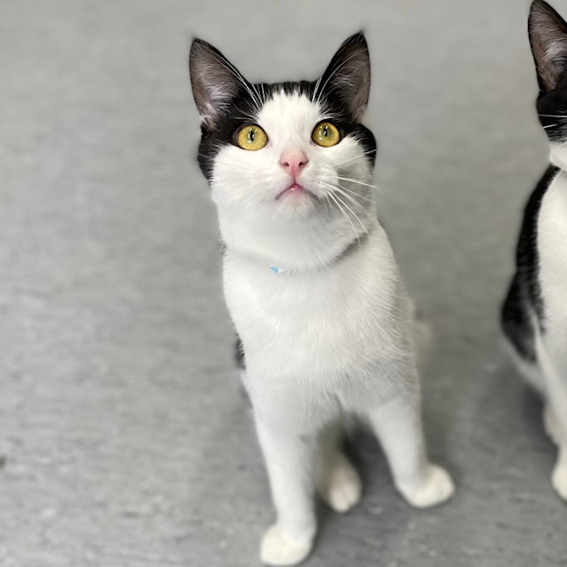 Photo of Bob Meowley