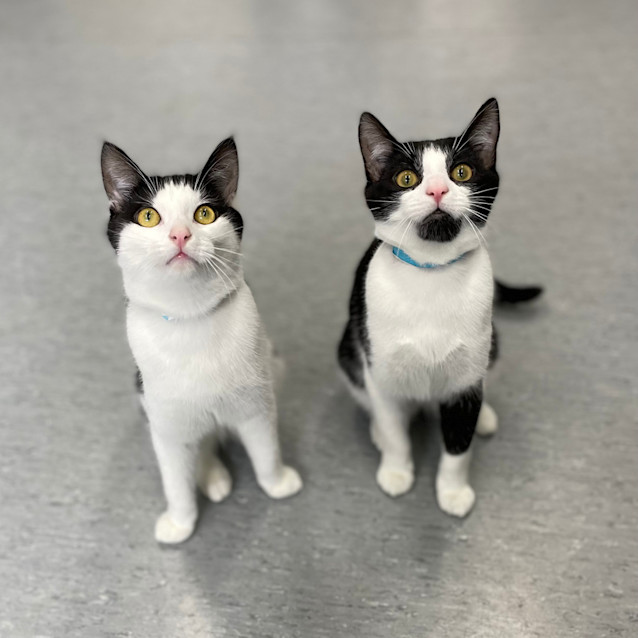 Photo of Bob Meowley