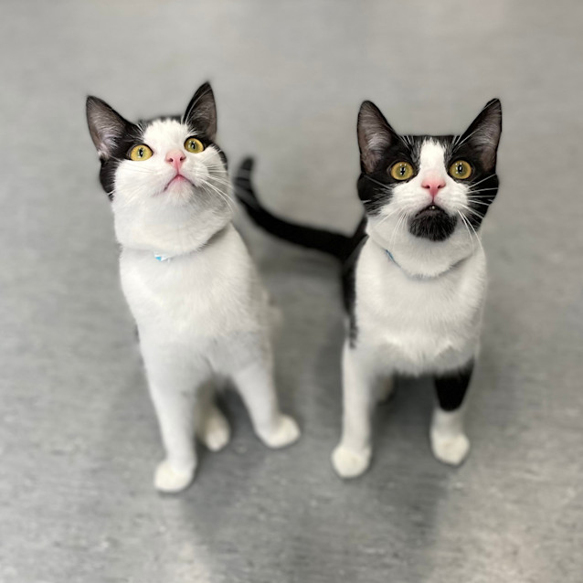 Photo of Bob Meowley