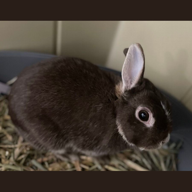 Photo of Tato