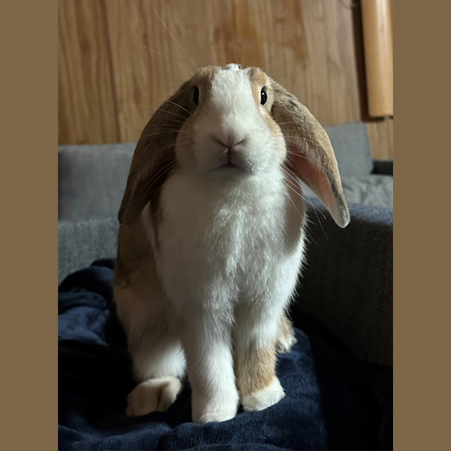 Photo of Doja (Available Pet Stock Engadine)