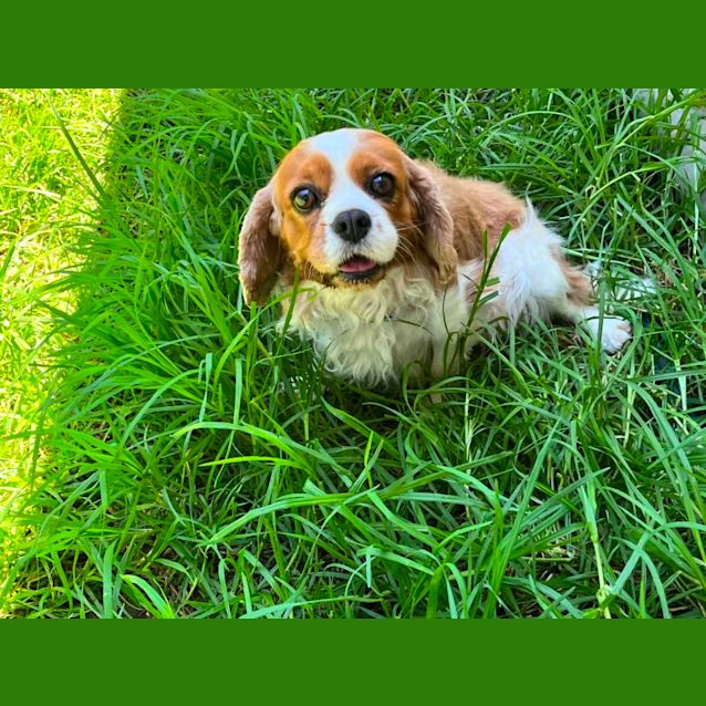 Photo of Dora
