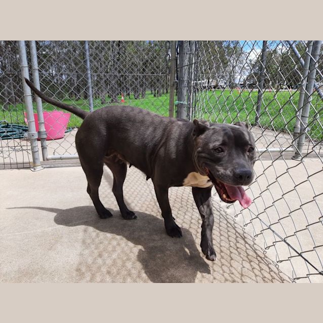 Photo of D925 Khaleesi