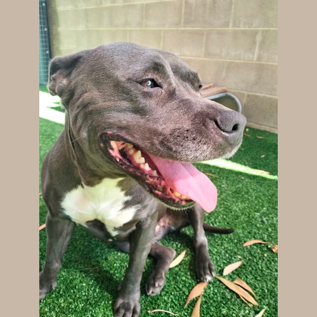 Photo of D925 Khaleesi