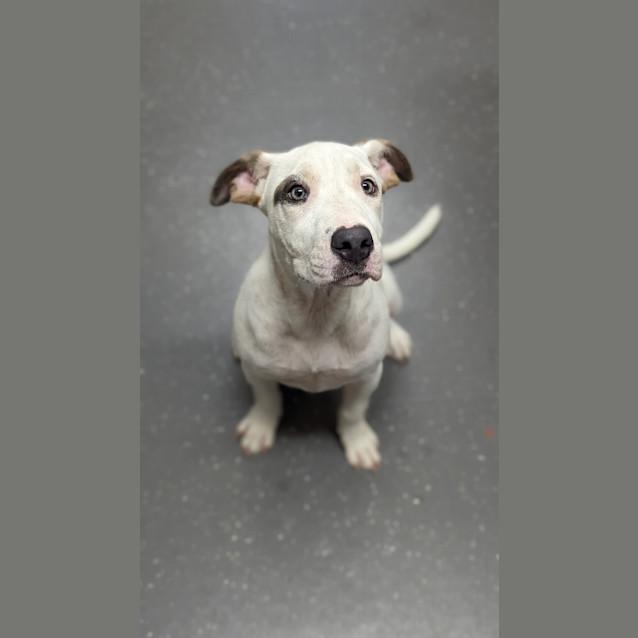 Photo of Pearl
