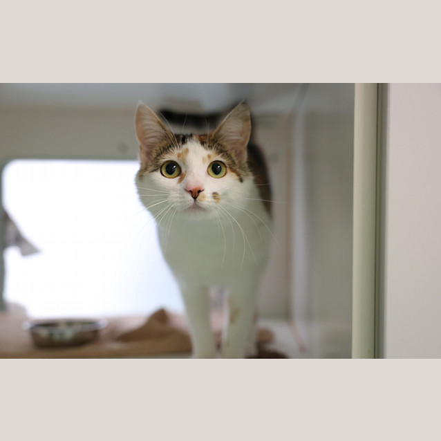 Photo of Honey