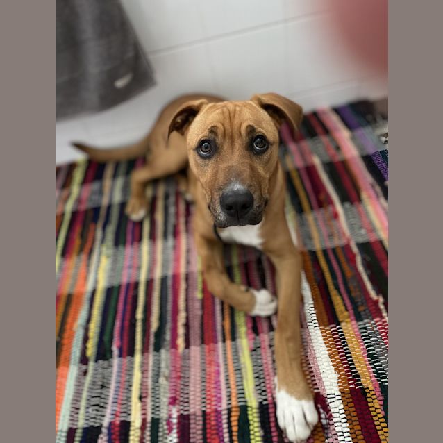 Photo of Brownie