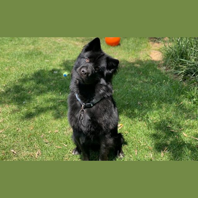 Photo of Shadow