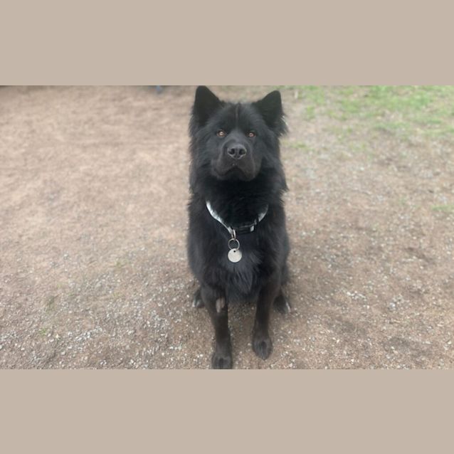 Photo of Shadow