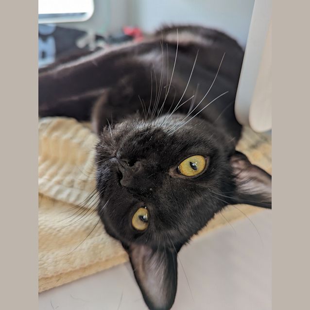 Photo of Salem