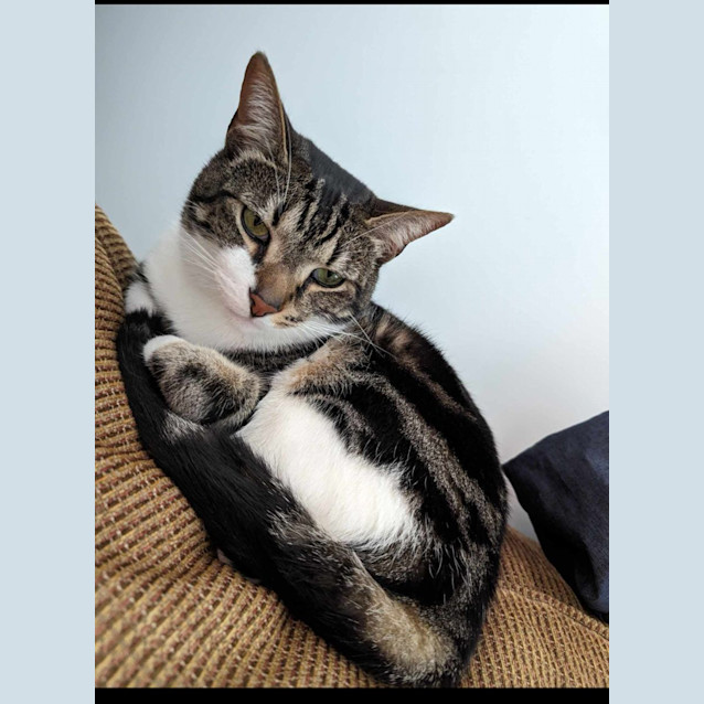 Photo of Happy   Assisted Rehome
