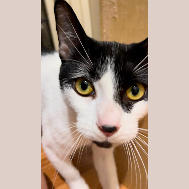 Photo of Banjo
