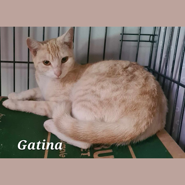 Photo of Gatina