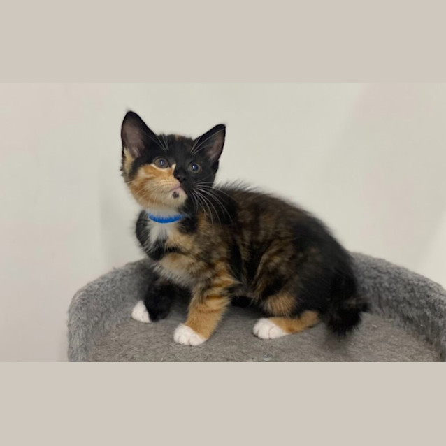 Photo of Phoenix