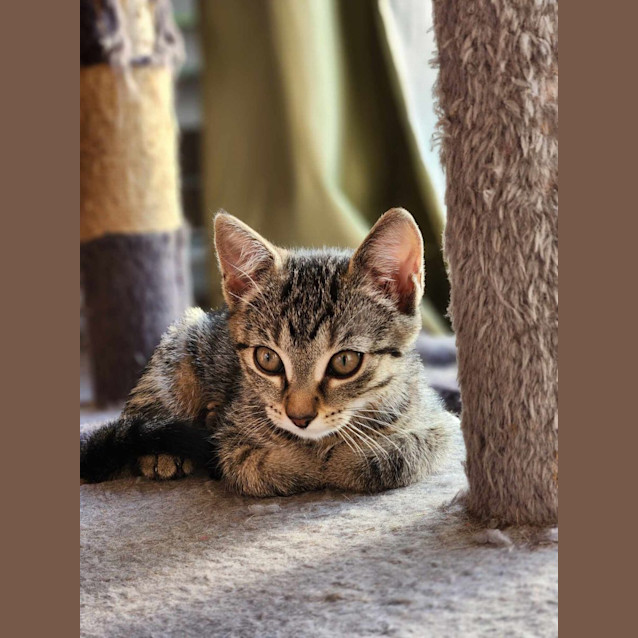 Photo of Tinsel