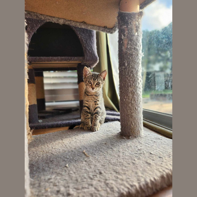 Photo of Tinsel