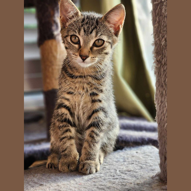 Photo of Tinsel