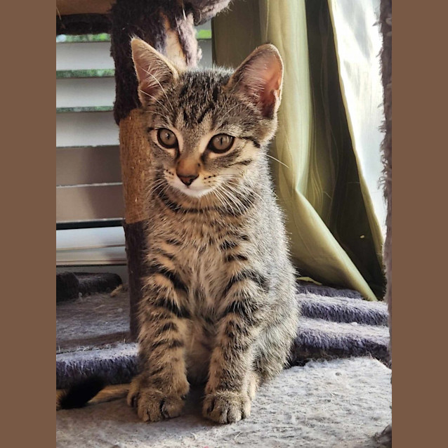 Photo of Tinsel