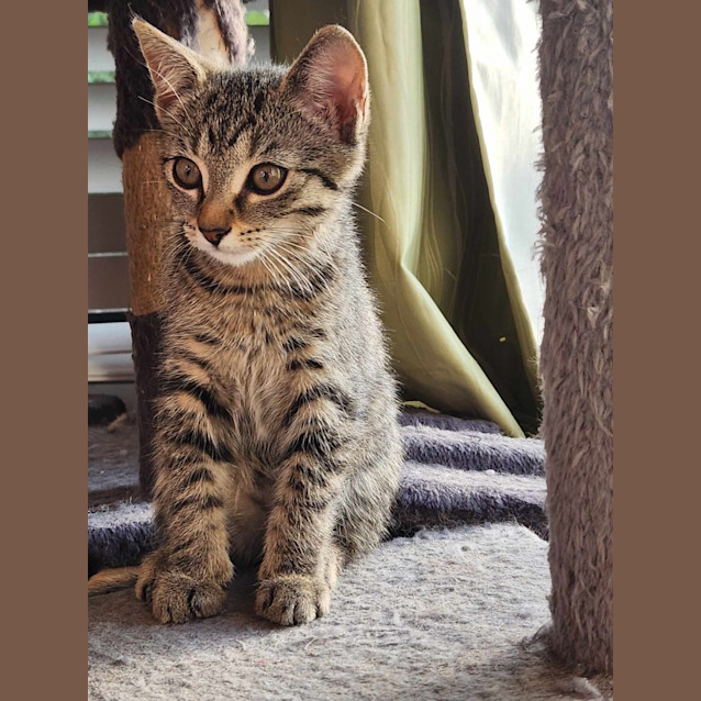 Photo of Tinsel