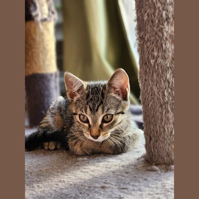 Photo of Tinsel