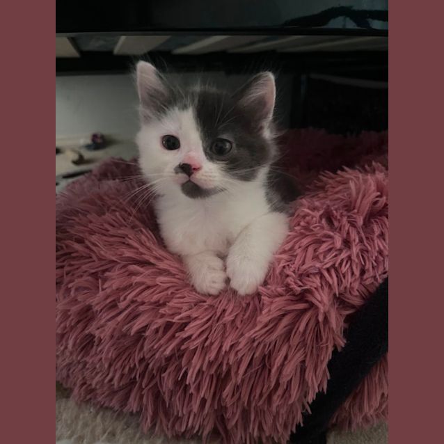 Photo of Smokey Meet Me @Petstock Chelsea Store