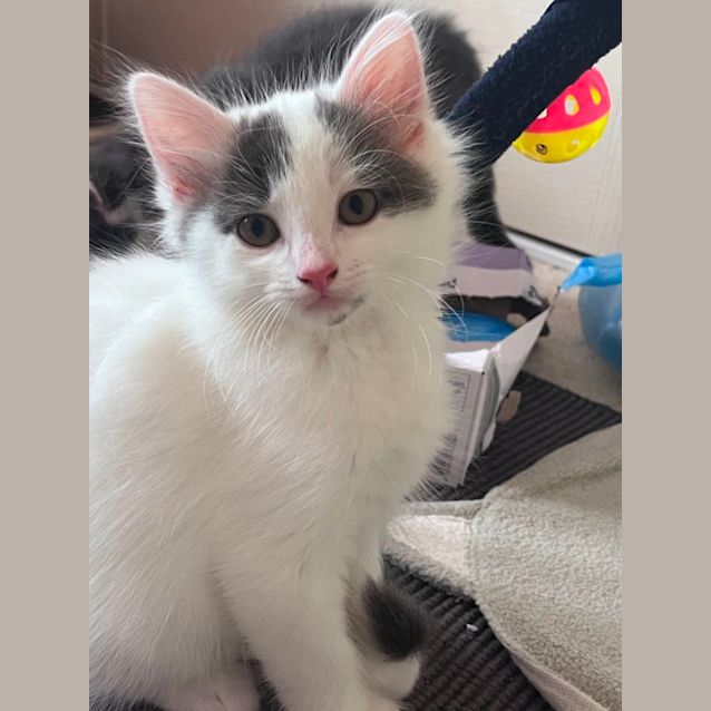 Photo of Willow Meet Me At Petstock Keysborough 11/12/23