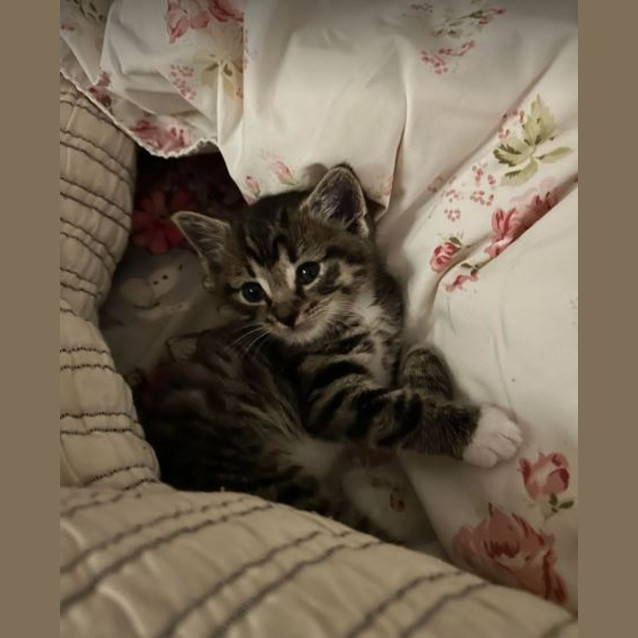 Photo of Bibble