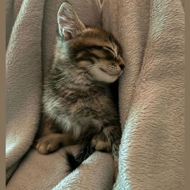 Photo of Fizzy