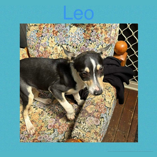 Photo of Leo 