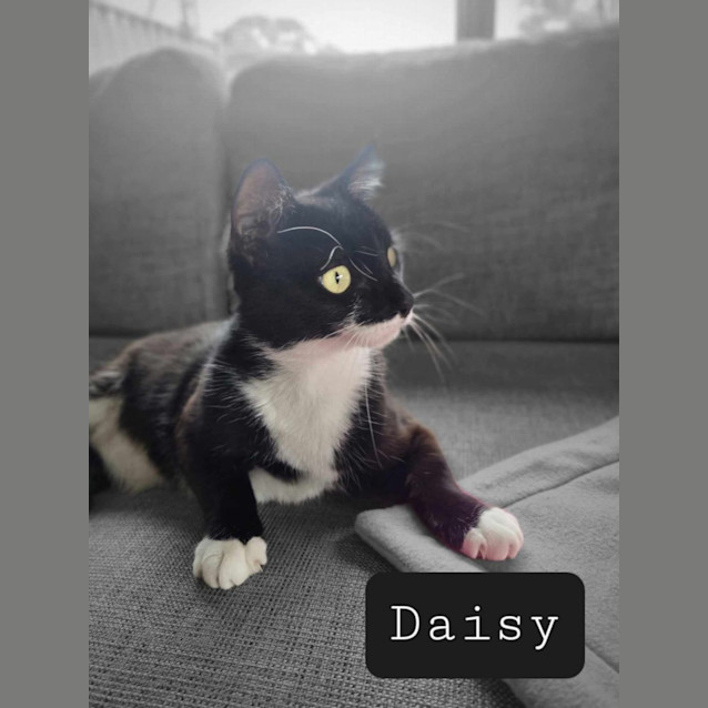 Photo of Daisey