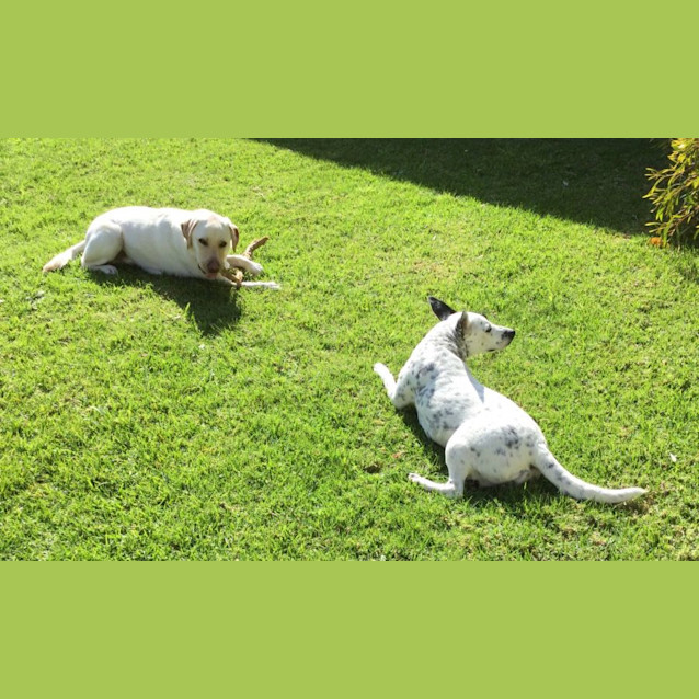 Photo of Bellero