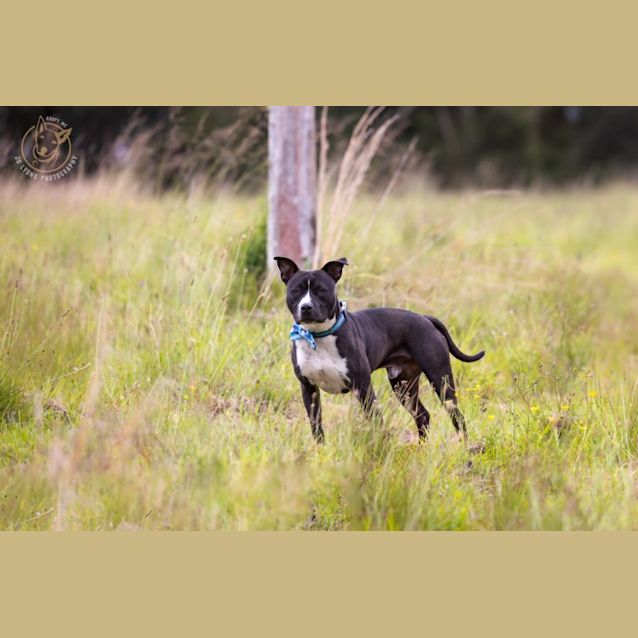 Photo of Reiko   1 Year Old Staffy X (Trial)