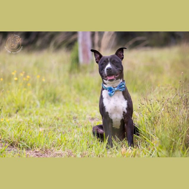 Photo of Reiko   1 Year Old Staffy X (Trial)