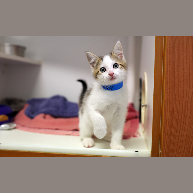 Photo of Chester