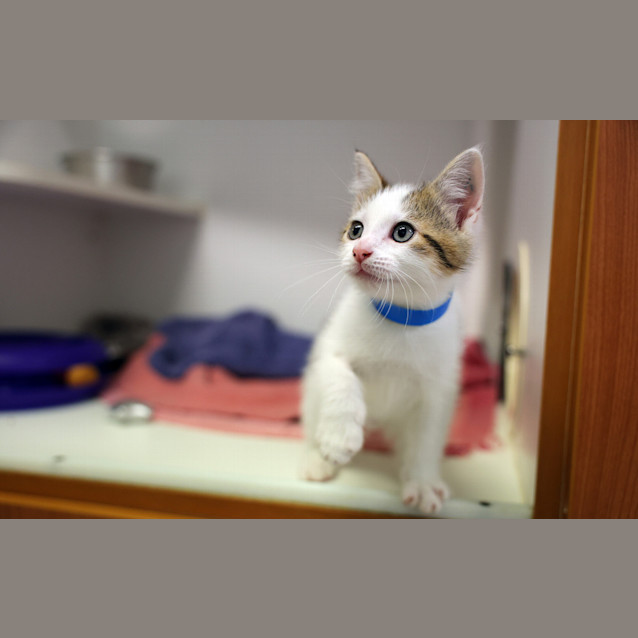 Photo of Chester