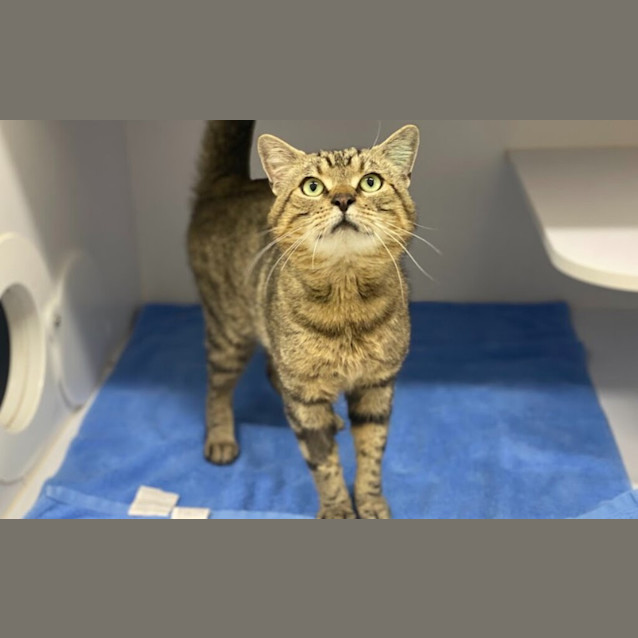Photo of Kiwi