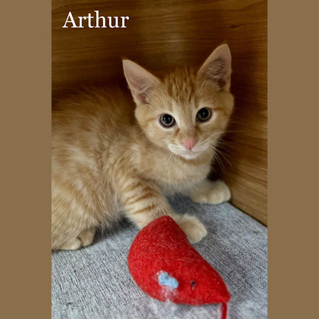 Photo of Arthur
