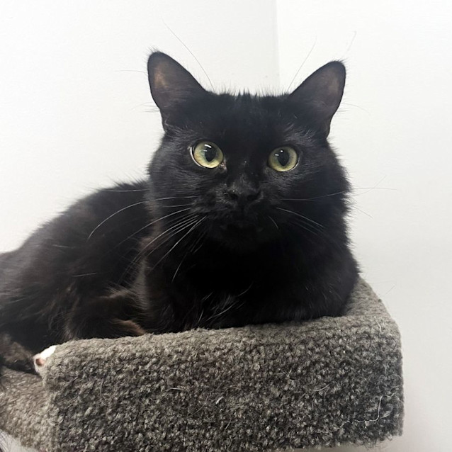 Photo of Pendles Sta011714