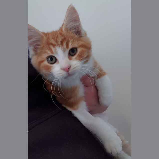 Photo of Archie