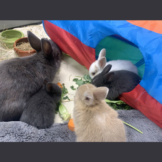 Photo of Bun Affleck
